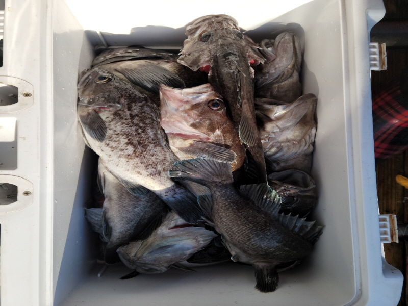 레인져호 조황갤러리입니다.