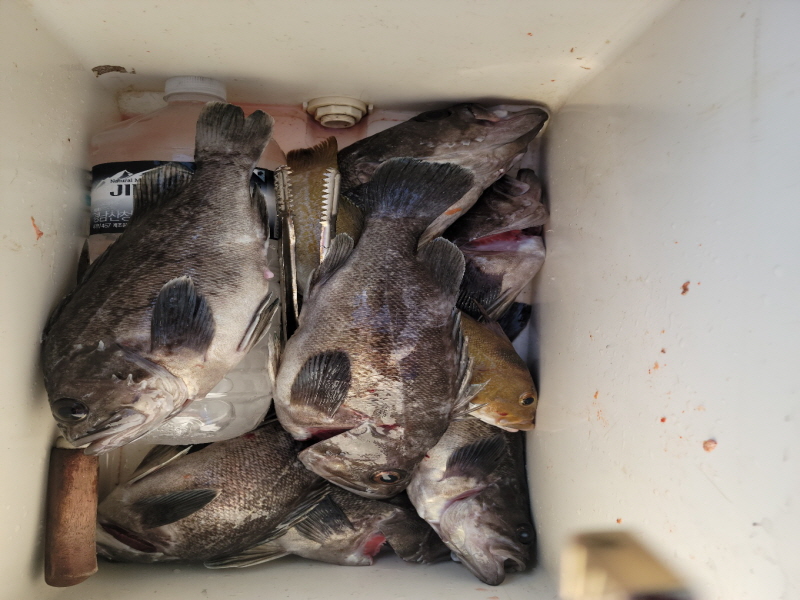 레인져호 조황갤러리입니다.