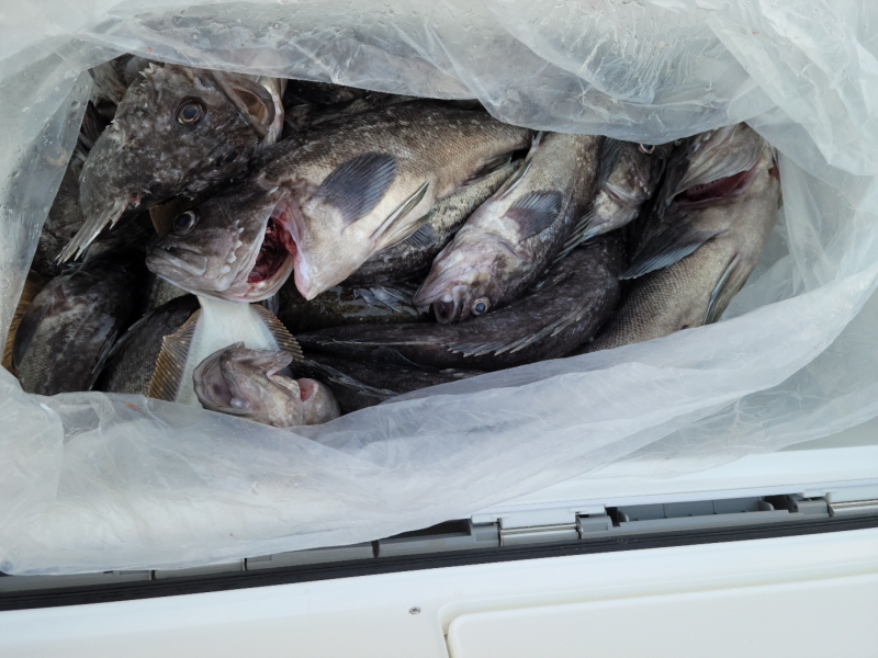 레인져호 조황갤러리입니다.