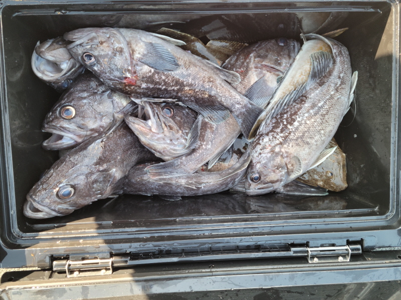 레인져호 조황갤러리입니다.