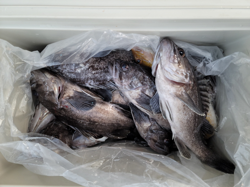 레인져호 조황갤러리입니다.