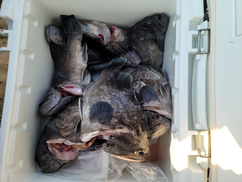 레인져호 조황갤러리입니다.