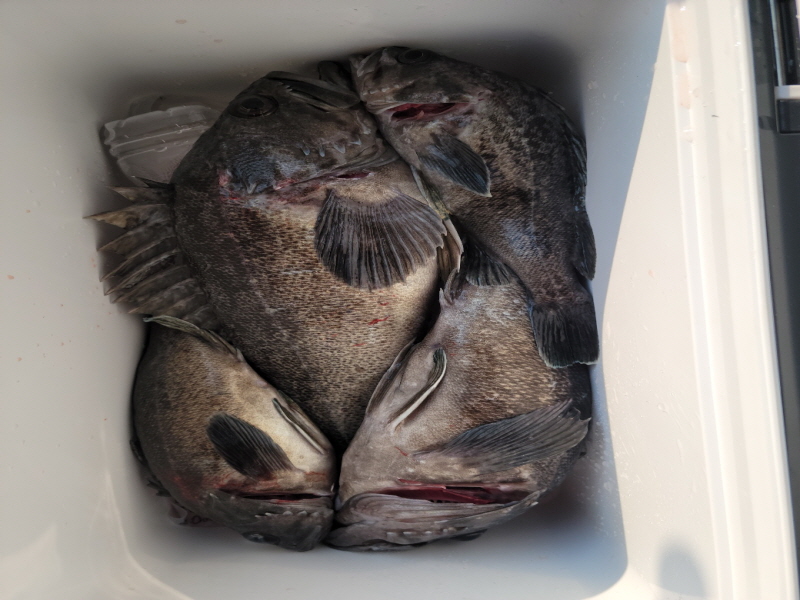 레인져호 조황갤러리입니다.