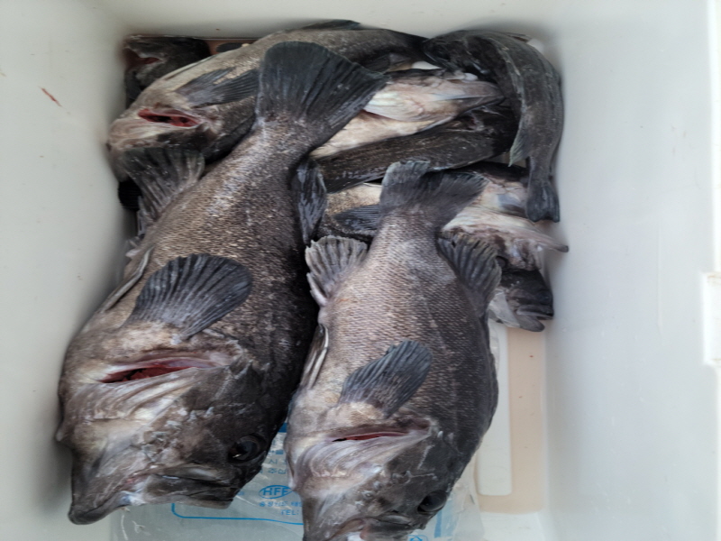 레인져호 조황갤러리입니다.