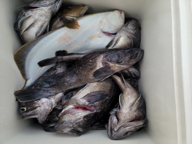 레인져호 조황갤러리입니다.