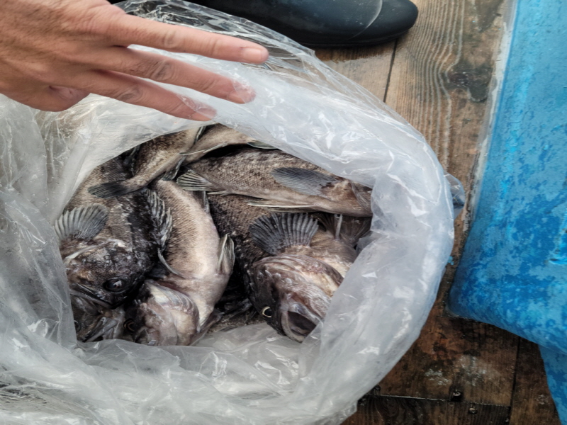 레인져호 조황갤러리입니다.