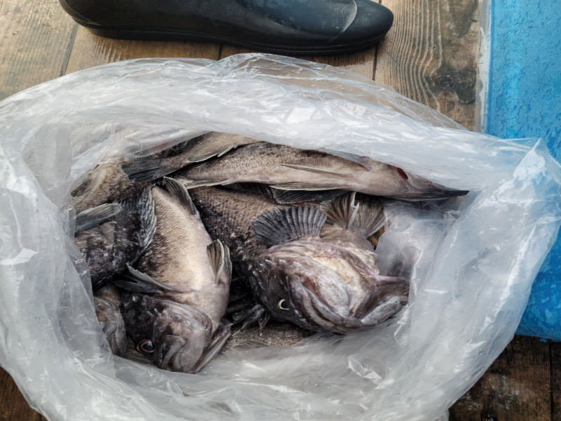 레인져호 조황갤러리입니다.