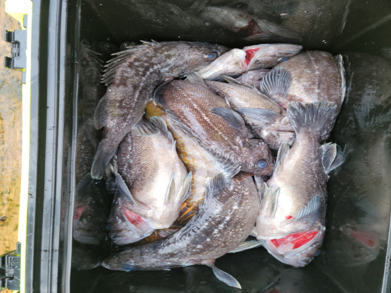 레인져호 조황갤러리입니다.