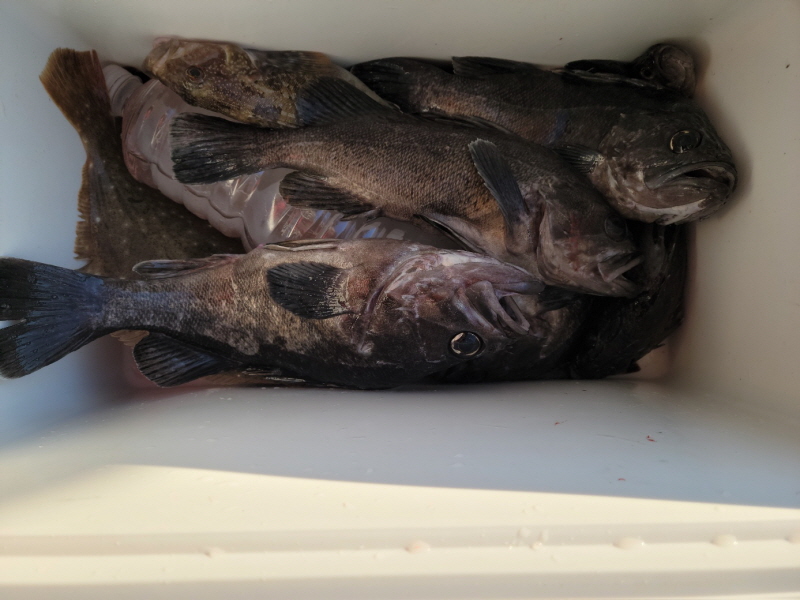 레인져호 조황갤러리입니다.