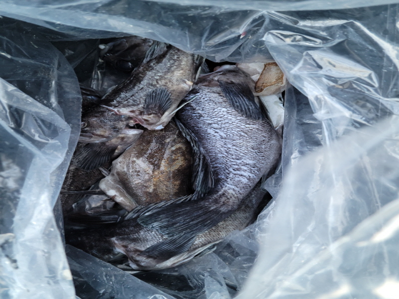 레인져호 조황갤러리입니다.