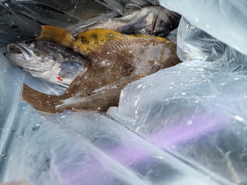 레인져호 조황갤러리입니다.