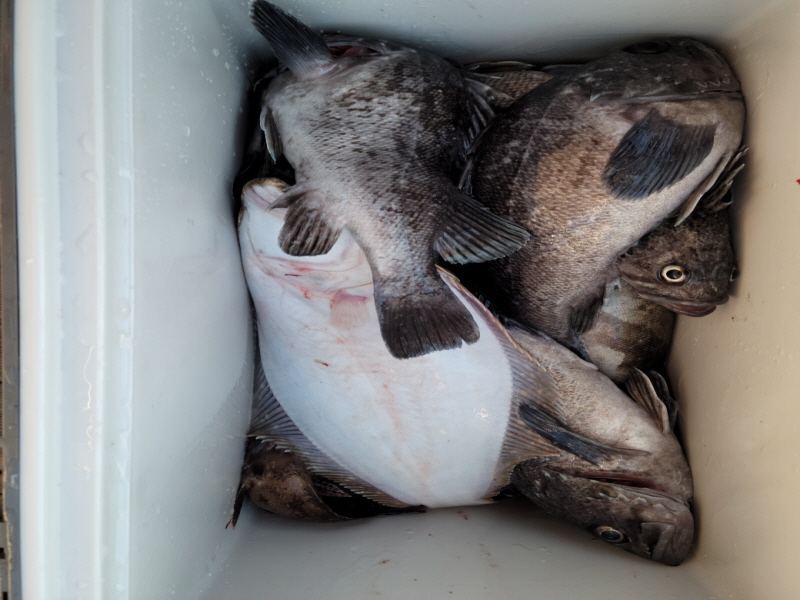 레인져호 조황갤러리입니다.