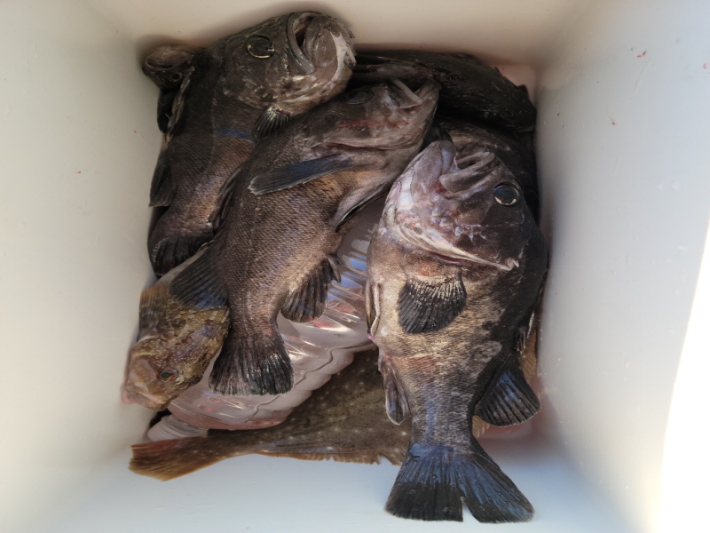 레인져호 조황갤러리입니다.