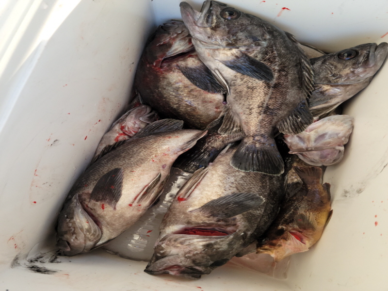 레인져호 조황갤러리입니다.