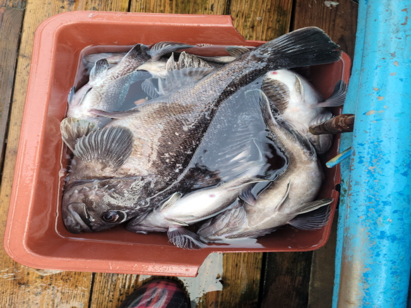 레인져호 조황갤러리입니다.