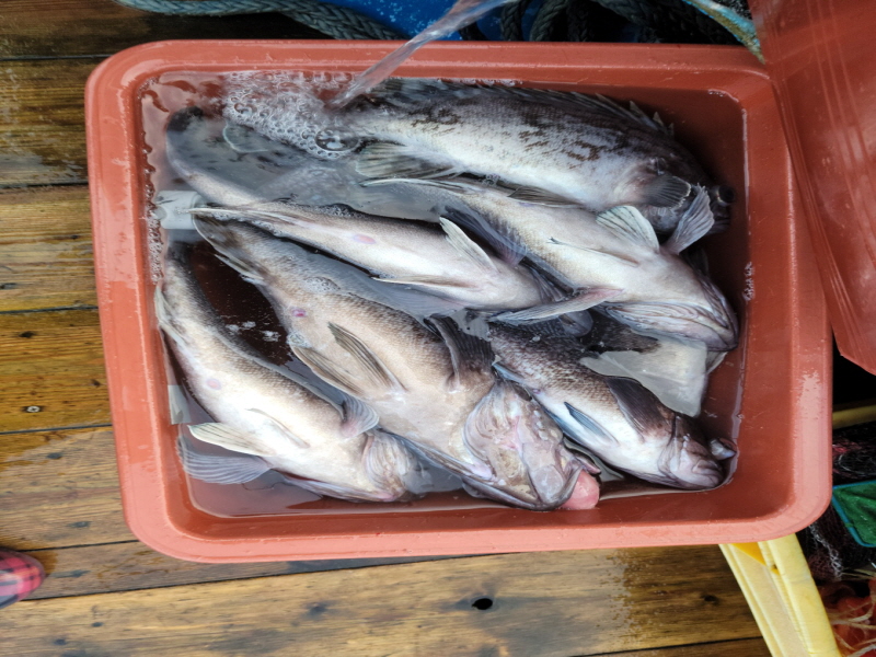 레인져호 조황갤러리입니다.