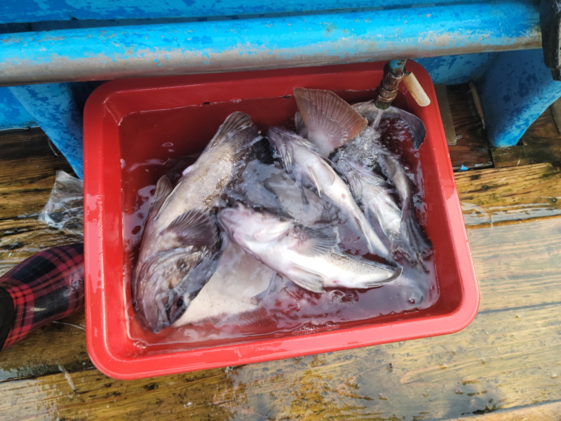 레인져호 조황갤러리입니다.