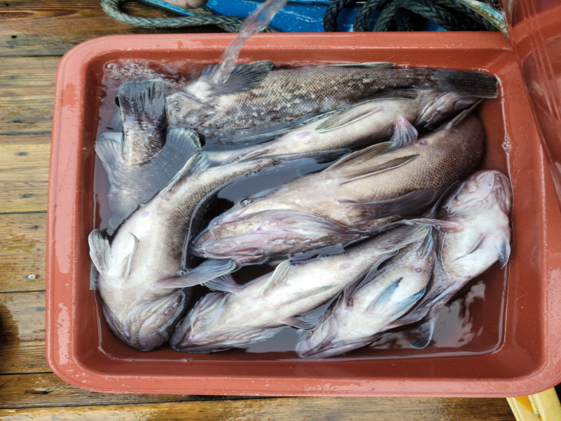 레인져호 조황갤러리입니다.