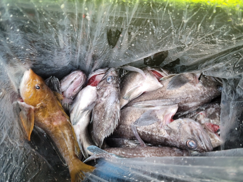 레인져호 조황갤러리입니다.