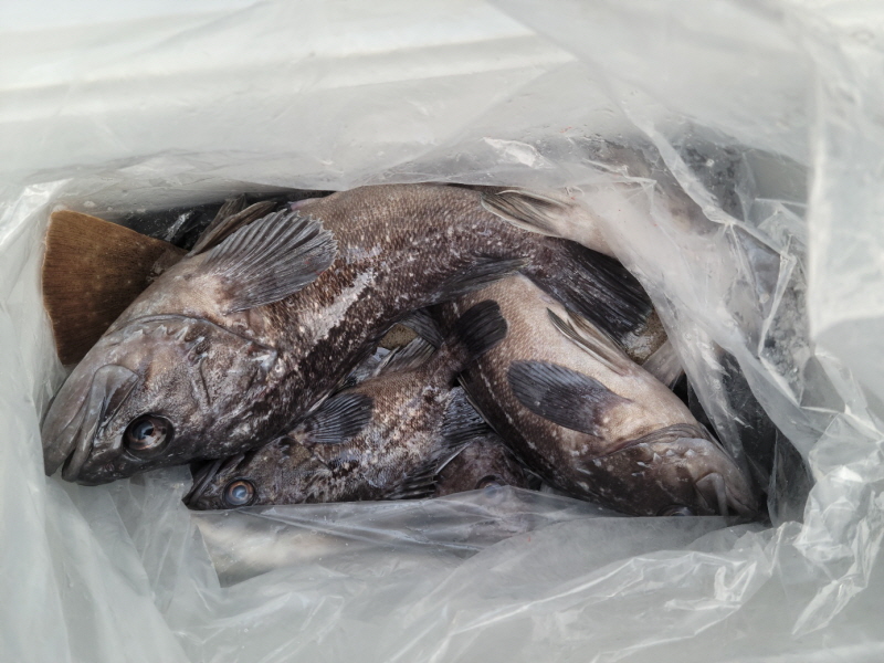 레인져호 조황갤러리입니다.