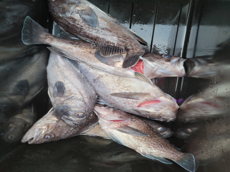 레인져호 조황갤러리입니다.