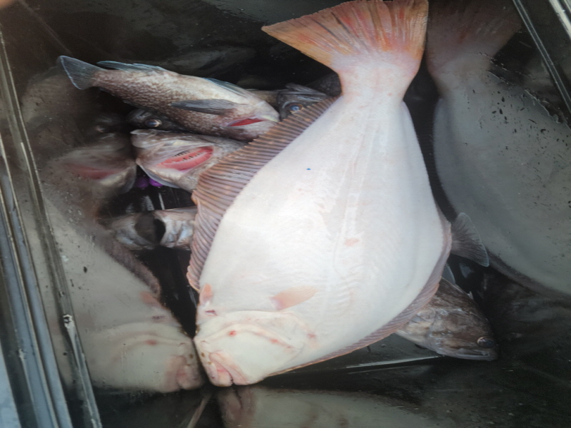 레인져호 조황갤러리입니다.