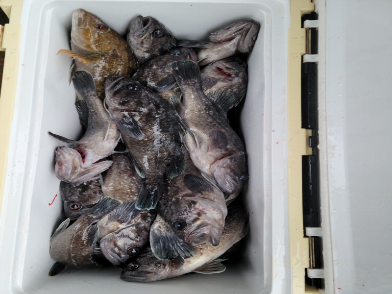 레인져호 조황갤러리입니다.