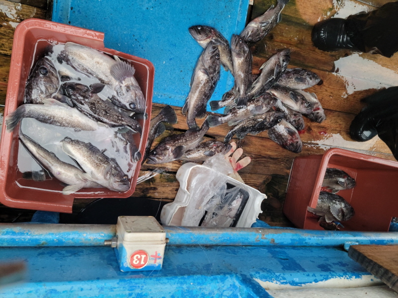 레인져호 조황갤러리입니다.