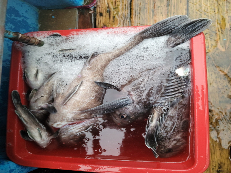 레인져호 조황갤러리입니다.