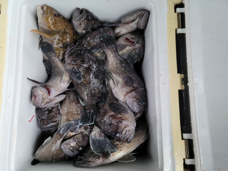 레인져호 조황갤러리입니다.