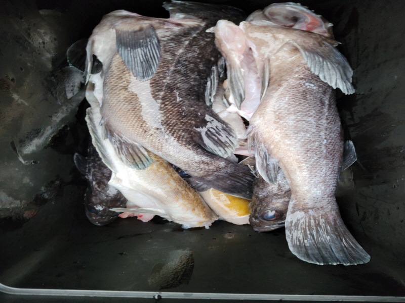 레인져호 조황갤러리입니다.