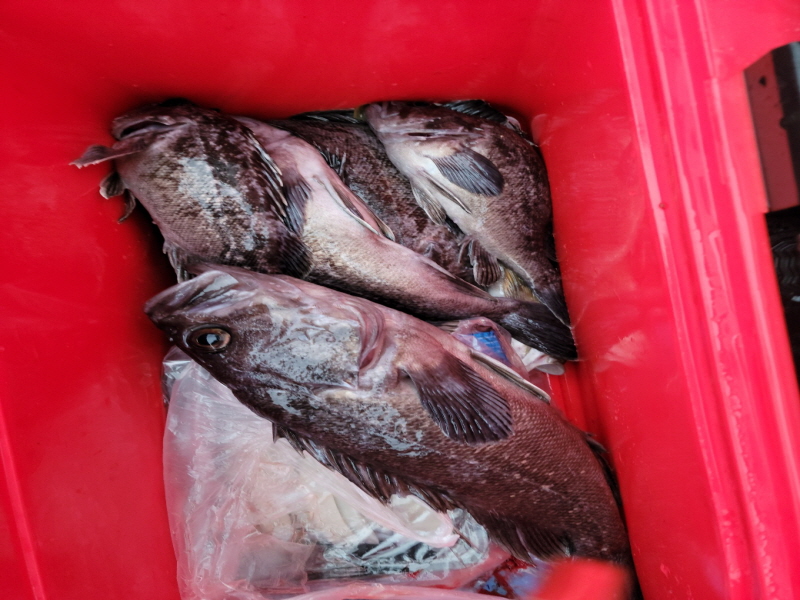 레인져호 조황갤러리입니다.