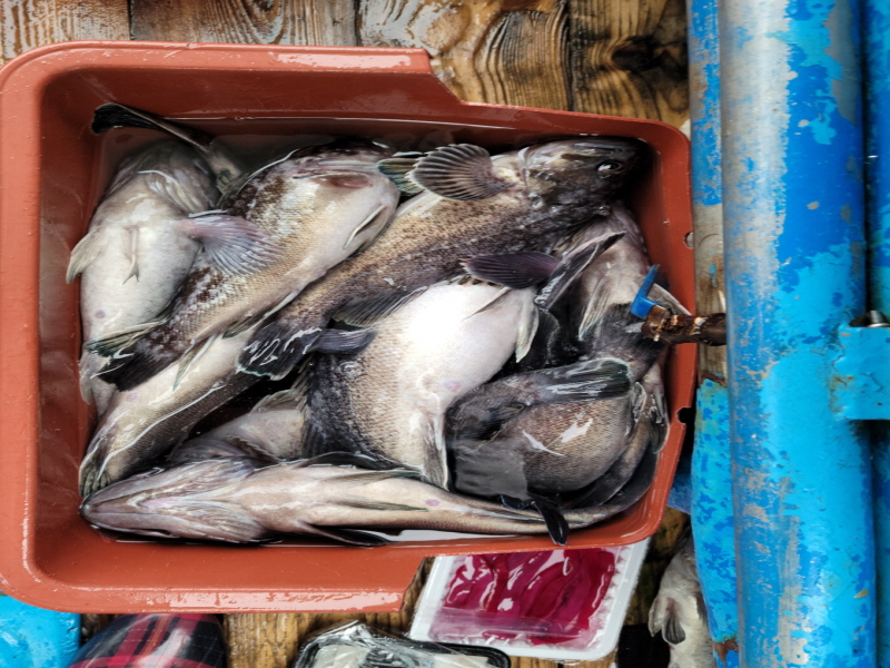 레인져호 조황갤러리입니다.