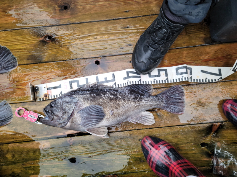 레인져호 조황갤러리입니다.