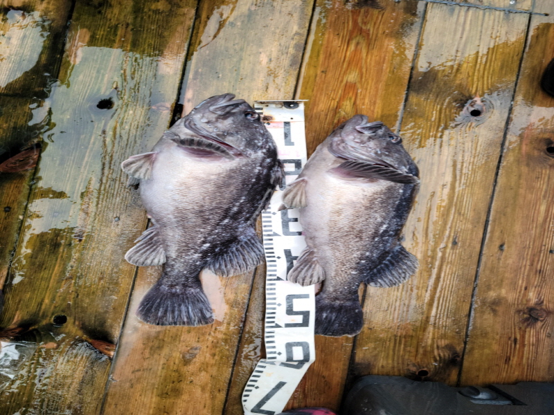 레인져호 조황갤러리입니다.