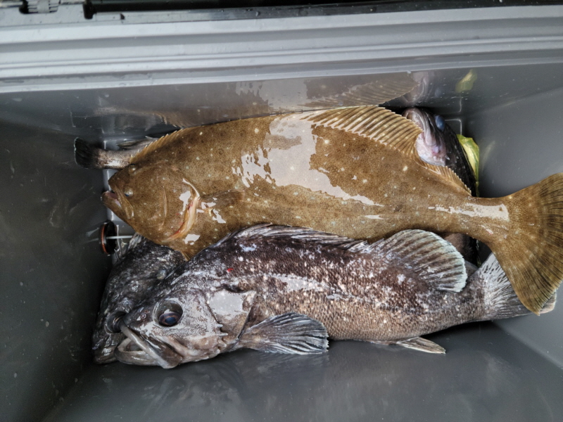 레인져호 조황갤러리입니다.