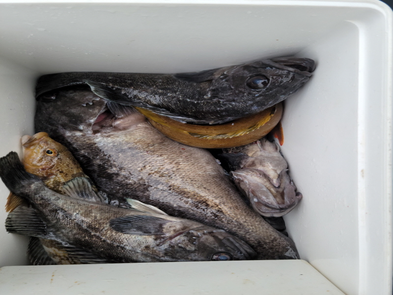 레인져호 조황갤러리입니다.