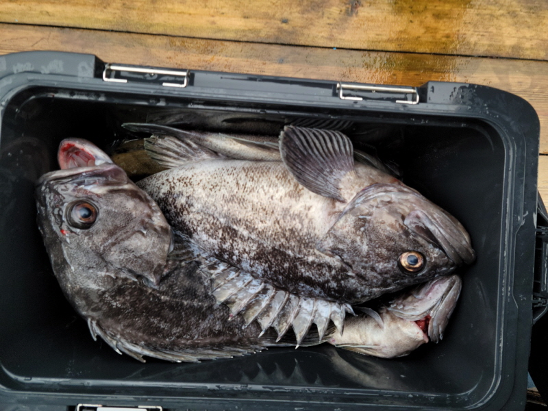 레인져호 조황갤러리입니다.