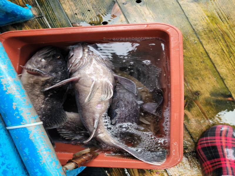 레인져호 조황갤러리입니다.