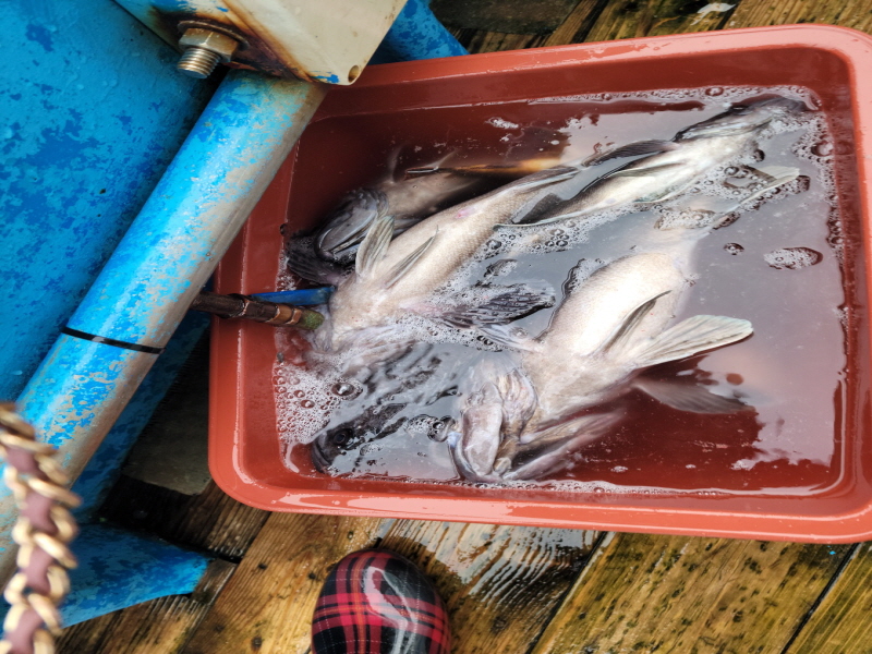 레인져호 조황갤러리입니다.