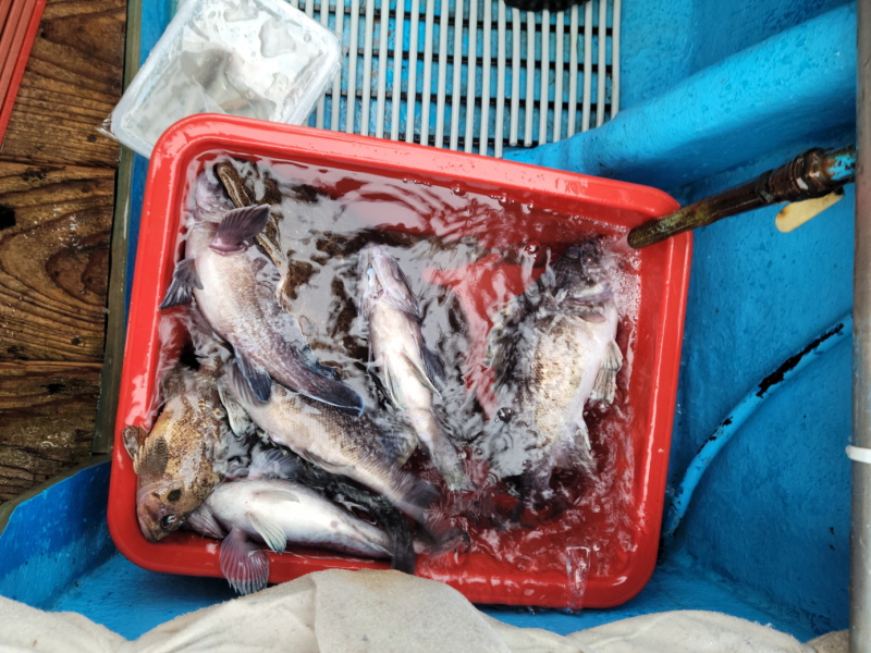 레인져호 조황갤러리입니다.