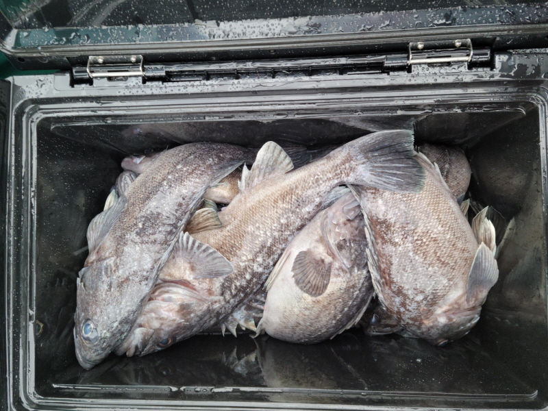 레인져호 조황갤러리입니다.