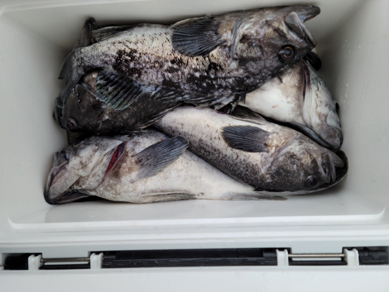 레인져호 조황갤러리입니다.