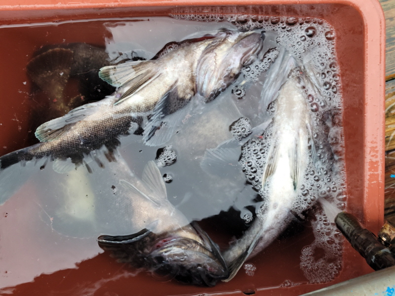 레인져호 조황갤러리입니다.