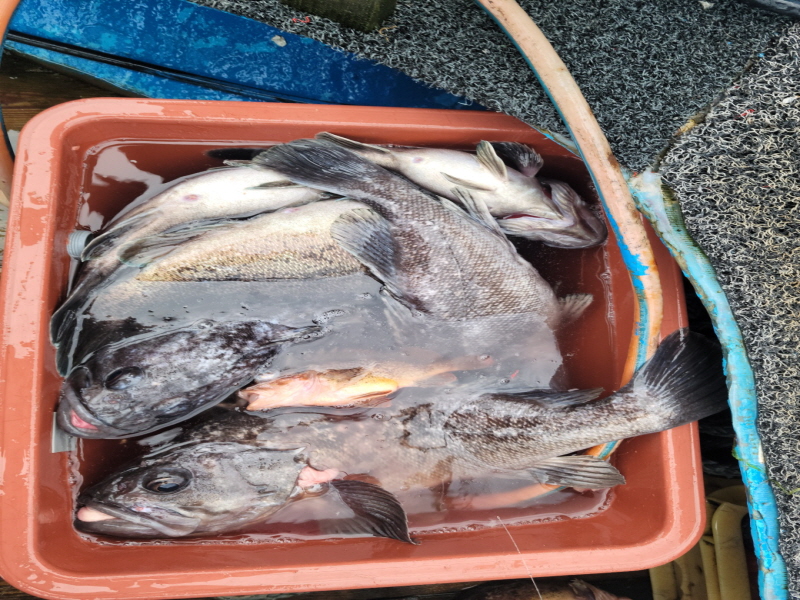 레인져호 조황갤러리입니다.