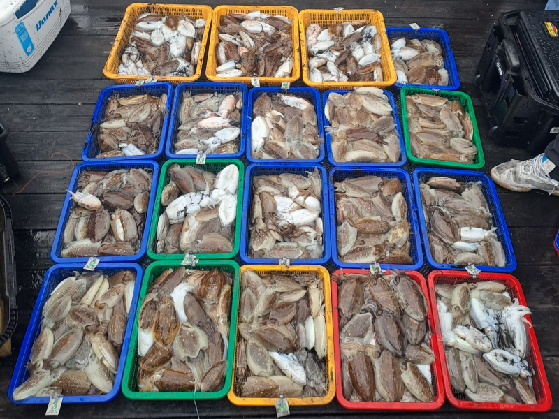 행운호 조황갤러리입니다.