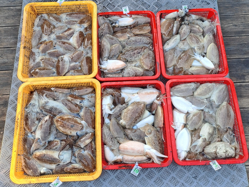 행운호 조황갤러리입니다.