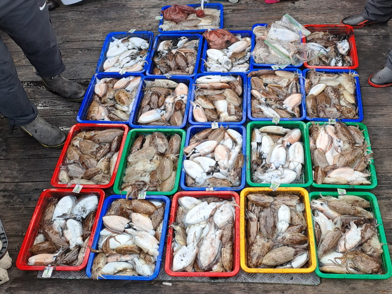 행운호 조황갤러리입니다.