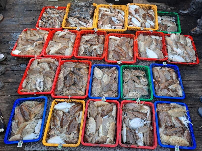 행운호 조황갤러리입니다.