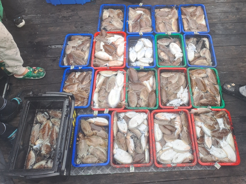 행운호 조황갤러리입니다.